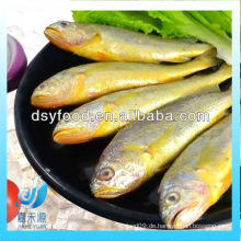 GEFRORENE KLEINE GELBE CROAKER FISCHE (SEAFOOD)